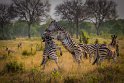 094 Zimbabwe, Hwange NP, zebra's